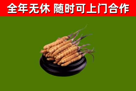 松岭区回收冬虫夏草