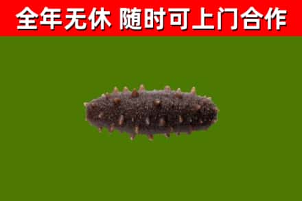 松岭区回收海参干